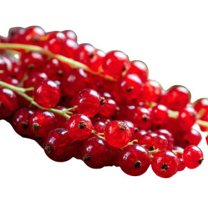 Fresh Red Currants Vinyl Car Decal Sticker – Waterproof & UV-Resistant 3.4133333333333336"