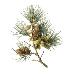 Vintage Pine Illustration Vinyl Car Decal Sticker – Waterproof & UV-Resistant 3.4133333333333336" Vintage Pine Illustration Vinyl Car Decal Sticker – Waterproof & UV-Resistant 3.4133333333333336"