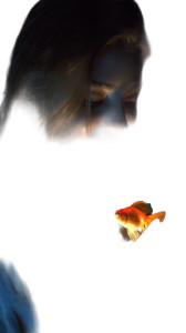Glowing Goldfish Encounter Vinyl Car Decal Sticker – Waterproof & UV-Resistant 4.8533333333333335" Glowing Goldfish Encounter Vinyl Car Decal Sticker – Waterproof & UV-Resistant 4.8533333333333335"