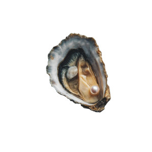 Oyster With Pearl V2 Vinyl Car Decal Sticker – Waterproof & UV-Resistant 3.4133333333333336" Oyster With Pearl V2 Vinyl Car Decal Sticker – Waterproof & UV-Resistant 3.4133333333333336"