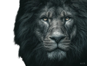 Angry Lion Portrait V3 Vinyl Car Decal Sticker – Waterproof & UV-Resistant 3.2"