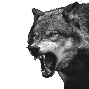 Aggressive Wolf V14 Vinyl Car Decal Sticker – Waterproof & UV-Resistant 3.4133333333333336" Aggressive Wolf V14 Vinyl Car Decal Sticker – Waterproof & UV-Resistant 3.4133333333333336"