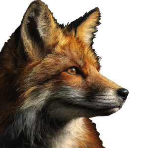 Realistic Fox Vinyl Car Decal Sticker – Waterproof & UV-Resistant 3.4133333333333336"