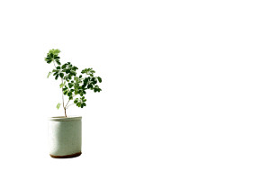 Sunlit Green Plant V2 Vinyl Car Decal Sticker – Waterproof & UV-Resistant 2.986666666666667"