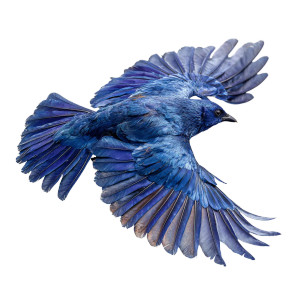 Blue Diving Bird Vinyl Car Decal Sticker – Waterproof & UV-Resistant 3.4133333333333336"