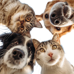 Happy Pets Circle V2 Vinyl Car Decal Sticker – Waterproof & UV-Resistant 6.826666666666667"