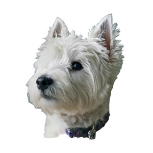 Westie Dog Vinyl Car Decal Sticker – Waterproof & UV-Resistant 3.4133333333333336" Westie Dog Vinyl Car Decal Sticker – Waterproof & UV-Resistant 3.4133333333333336"