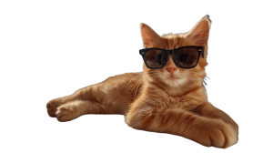 Sunbathing Kitten Vinyl Car Decal Sticker – Waterproof & UV-Resistant 2.72"