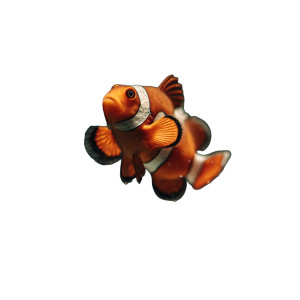 Clownfish Swimming Vinyl Car Decal Sticker – Waterproof & UV-Resistant 6.826666666666667" Clownfish Swimming Vinyl Car Decal Sticker – Waterproof & UV-Resistant 6.826666666666667"