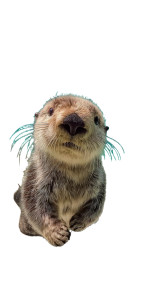 Sea Otter Ballet V2 Vinyl Car Decal Sticker – Waterproof & UV-Resistant 9.706666666666667"