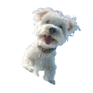 Surfing Maltese Dog Vinyl Car Decal Sticker – Waterproof & UV-Resistant 6.826666666666667"