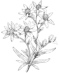 Edelweiss Drawing Vinyl Car Decal Sticker – Waterproof & UV-Resistant 3.946666666666666
