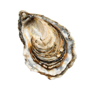 Oyster Shell Watercolor Vinyl Car Decal Sticker – Waterproof & UV-Resistant 6.826666666666667" Oyster Shell Watercolor Vinyl Car Decal Sticker – Waterproof & UV-Resistant 6.826666666666667"