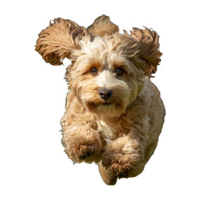 Blonde Cockapoo Running Vinyl Car Decal Sticker – Waterproof & UV-Resistant 3.4133333333333336" Blonde Cockapoo Running Vinyl Car Decal Sticker – Waterproof & UV-Resistant 3.4133333333333336"