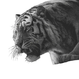 Snarling Tiger V14 Vinyl Car Decal Sticker – Waterproof & UV-Resistant 3.4133333333333336" Snarling Tiger V14 Vinyl Car Decal Sticker – Waterproof & UV-Resistant 3.4133333333333336"