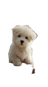 Puppy At Table Vinyl Car Decal Sticker – Waterproof & UV-Resistant 4.8533333333333335"