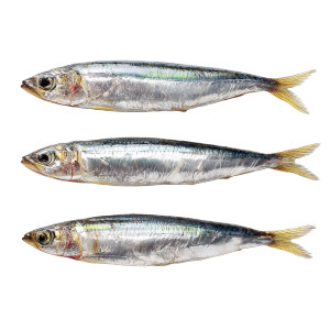 Anchovi Fillets Vinyl Car Decal Sticker – Waterproof & UV-Resistant 6.826666666666667" Anchovi Fillets Vinyl Car Decal Sticker – Waterproof & UV-Resistant 6.826666666666667"