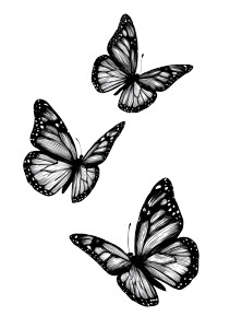 Three Butterflies Drawing Vinyl Car Decal Sticker – Waterproof & UV-Resistant 4.32"
