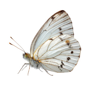 White Butterfly V7 Vinyl Car Decal Sticker – Waterproof & UV-Resistant 3.4133333333333336" White Butterfly V7 Vinyl Car Decal Sticker – Waterproof & UV-Resistant 3.4133333333333336"