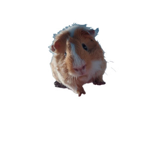 Snowboarding Guinea Pig Vinyl Car Decal Sticker – Waterproof & UV-Resistant 3.4133333333333336" Snowboarding Guinea Pig Vinyl Car Decal Sticker – Waterproof & UV-Resistant 3.4133333333333336"
