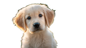 Golden Retriever Puppy V60 Vinyl Car Decal Sticker – Waterproof & UV-Resistant 5.4