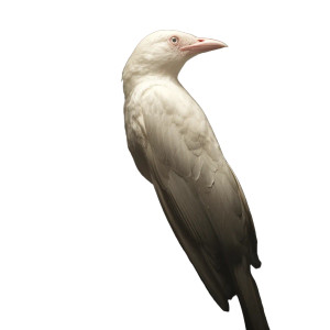 Albino Magpie Ad Vinyl Car Decal Sticker – Waterproof & UV-Resistant 6.826666666666667"