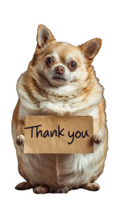 Thankful Chihuahua Vinyl Car Decal Sticker – Waterproof & UV-Resistant 4.8533333333333335"