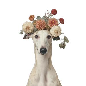 Greyhound As Hepburn Vinyl Car Decal Sticker – Waterproof & UV-Resistant 6.826666666666667"