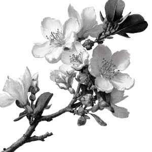 Creosote Plant Closeup Vinyl Car Decal Sticker – Waterproof & UV-Resistant 3.4133333333333336"