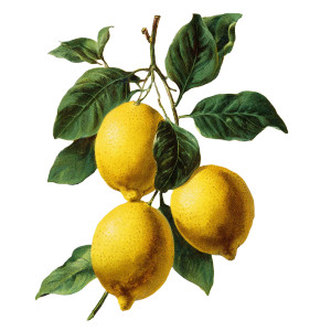 Vintage Lemons Illustration Vinyl Car Decal Sticker – Waterproof & UV-Resistant 3.4133333333333336" Vintage Lemons Illustration Vinyl Car Decal Sticker – Waterproof & UV-Resistant 3.4133333333333336"
