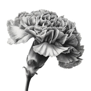 Realistic Carnation Drawing Vinyl Car Decal Sticker – Waterproof & UV-Resistant 3.4133333333333336" Realistic Carnation Drawing Vinyl Car Decal Sticker – Waterproof & UV-Resistant 3.4133333333333336"