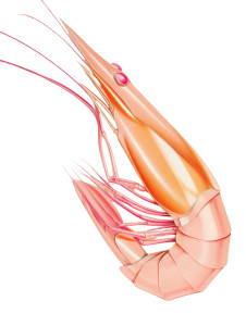 Shrimp Close-Up Vinyl Car Decal Sticker – Waterproof & UV-Resistant 4.1066666666666665"