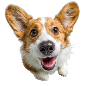 Playful Corgi Vinyl Car Decal Sticker – Waterproof & UV-Resistant 3.4133333333333336"