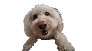 Smiling Caniche Dog Vinyl Car Decal Sticker – Waterproof & UV-Resistant 2.72"