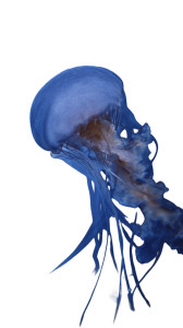 Blue Jellyfish Vinyl Car Decal Sticker – Waterproof & UV-Resistant 9.706666666666667"