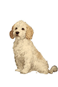 Vintage Cockapoo Illustration Vinyl Car Decal Sticker – Waterproof & UV-Resistant 8.96" Vintage Cockapoo Illustration Vinyl Car Decal Sticker – Waterproof & UV-Resistant 8.96"