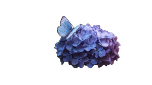 Blue Butterfly Morning Vinyl Car Decal Sticker – Waterproof & UV-Resistant 2.72"
