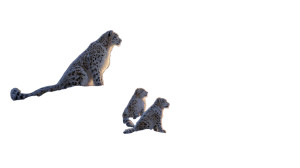 Snow Leopards At Sunrise Vinyl Car Decal Sticker – Waterproof & UV-Resistant 2.72" Snow Leopards At Sunrise Vinyl Car Decal Sticker – Waterproof & UV-Resistant 2.72"