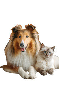 Collie And Cat V2 Vinyl Car Decal Sticker – Waterproof & UV-Resistant 8.96"