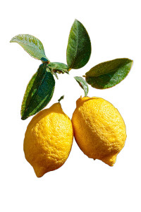 Lemon Tree Close-Up V2 Vinyl Car Decal Sticker – Waterproof & UV-Resistant 4.4