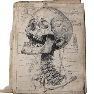 Diprosopus Sketch Vinyl Car Decal Sticker – Waterproof & UV-Resistant 3.4133333333333336"