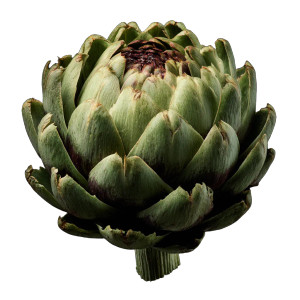 Artichoke Photo Vinyl Car Decal Sticker – Waterproof & UV-Resistant 6.826666666666667"