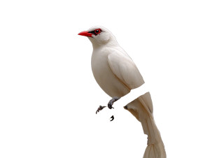 White Bird Perched Vinyl Car Decal Sticker – Waterproof & UV-Resistant 6.1866666666666665"