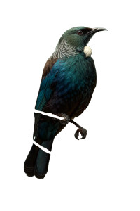 Tui Bird Art V3 Vinyl Car Decal Sticker – Waterproof & UV-Resistant 4.4 Tui Bird Art V3 Vinyl Car Decal Sticker – Waterproof & UV-Resistant 4.4