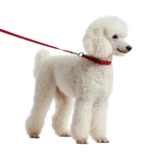 White Poodle Leash Vinyl Car Decal Sticker – Waterproof & UV-Resistant 3.4133333333333336" White Poodle Leash Vinyl Car Decal Sticker – Waterproof & UV-Resistant 3.4133333333333336"
