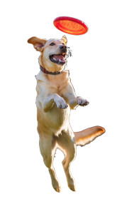 Jumping Labrador Retriever Vinyl Car Decal Sticker – Waterproof & UV-Resistant 4.8533333333333335" Jumping Labrador Retriever Vinyl Car Decal Sticker – Waterproof & UV-Resistant 4.8533333333333335"