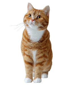 Ginger British Shorthair Vinyl Car Decal Sticker – Waterproof & UV-Resistant 4.0"