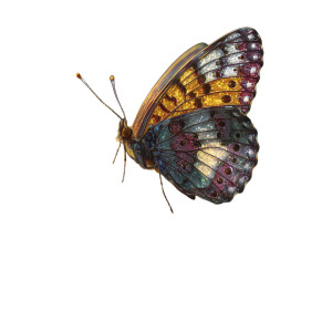 Colorful Butterfly Portrait Vinyl Car Decal Sticker – Waterproof & UV-Resistant 6.826666666666667"