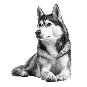 Sitting Husky Vinyl Car Decal Sticker – Waterproof & UV-Resistant 3.4133333333333336"