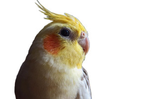 Pet Cockatiel Photo Vinyl Car Decal Sticker – Waterproof & UV-Resistant 2.986666666666667" Pet Cockatiel Photo Vinyl Car Decal Sticker – Waterproof & UV-Resistant 2.986666666666667"
